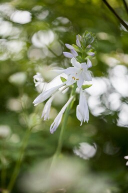 Hosta plantaginea 'Royal Standard'