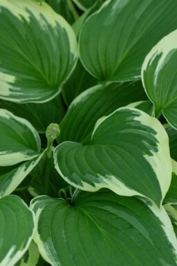 Hartlelie Hosta undulata 'Albomarginata' 5-10 pot P9 Hosta undulata 'Albomarginata'