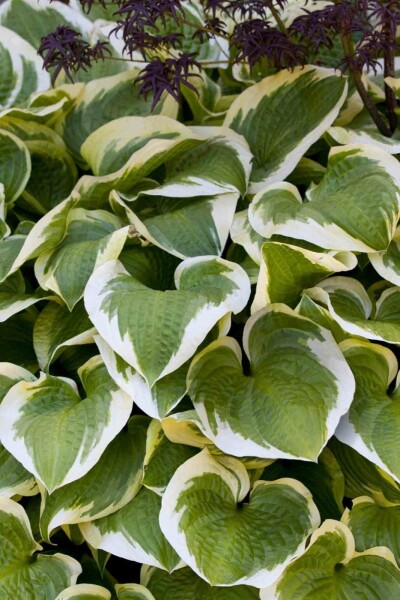 Hosta 'Wide Brim'