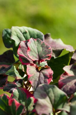 Houttuynia cordata 'Chameleon'