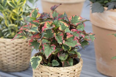 Houttuynia cordata