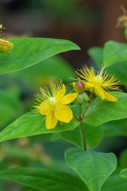 Hypericum perforatum