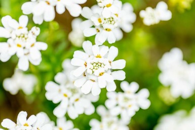 Iberis sempervirens