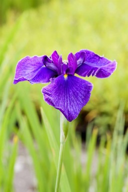 Zwaardlelie Iris laevigata 5-10 pot P9 Iris laevigata