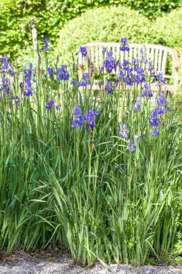 Iris setosa