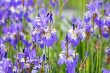 Siberische lis Iris sibirica 5-10 pot P9 Iris sibirica