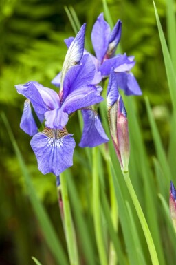 Siberische lis Iris sibirica 5-10 pot P9 Iris sibirica
