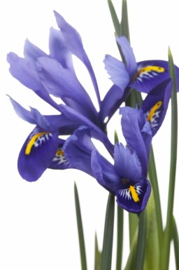 Iris versicolor