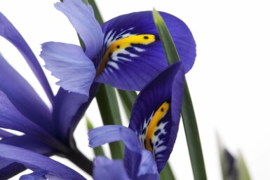 Iris versicolor