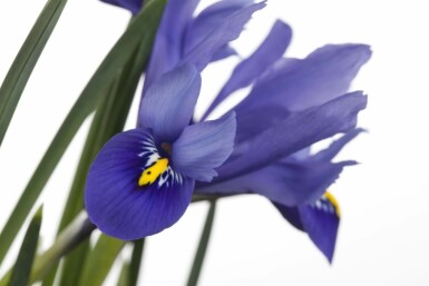 Iris versicolor