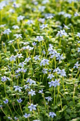 Waterlobelia Isotoma fluviatilis 5-10 pot P9 Isotoma fluviatilis