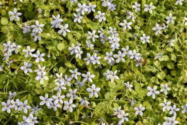 Waterlobelia Isotoma fluviatilis 5-10 pot P9 Isotoma fluviatilis