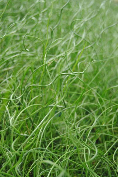 Juncus effusus 'Spiralis'