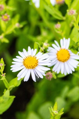 Kalimeris incisa 'Madiva'