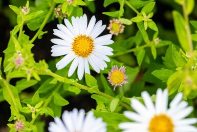 Kalimeris incisa 'Madiva'