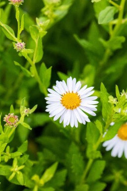 Zomeraster Kalimeris incisa 'Madiva' 5-10 pot P9 Kalimeris incisa 'Madiva'