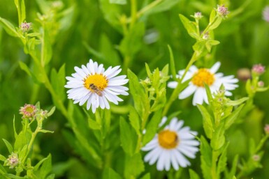Kalimeris incisa 'Madiva'