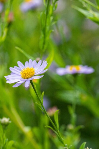 Zomeraster Kalimeris incisa 5-10 pot P9 Kalimeris incisa