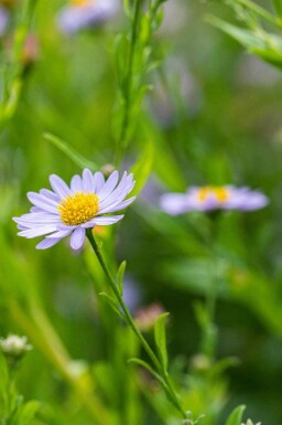 Zomeraster Kalimeris incisa 5-10 pot P9 Kalimeris incisa