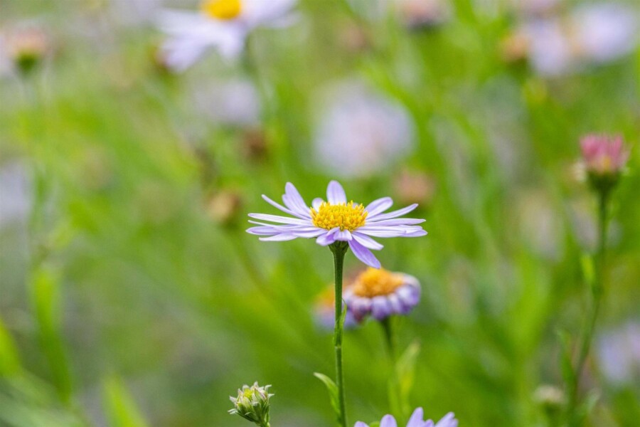 Zomeraster Kalimeris incisa 5-10 pot P9 Kalimeris incisa