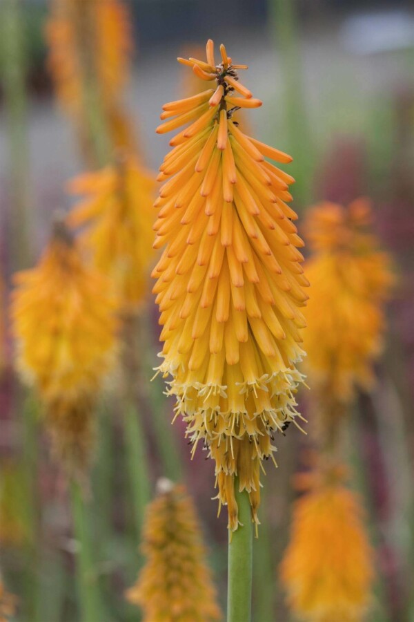 Fakkellelie Kniphofia uvaria 'Mango Popsicle' 5-10 pot P9 Kniphofia uvaria 'Mango Popsicle'