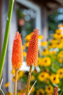 Fakkellelie Kniphofia uvaria 5-10 pot P9 Kniphofia uvaria