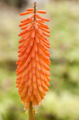 Fakkellelie Kniphofia uvaria 5-10 pot P9 Kniphofia uvaria