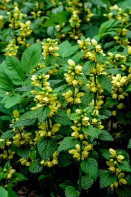 Lamiastrum galeobdolon