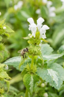 Lamium album