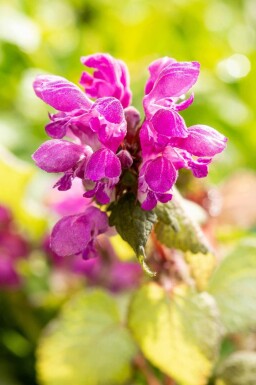 Lamium maculatum 'Beacon Silver'