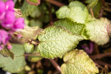 Lamium maculatum 'Beacon Silver'