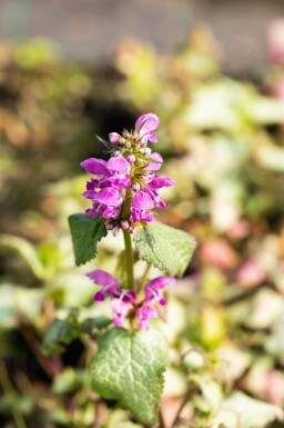 Lamium maculatum 'Beacon Silver'