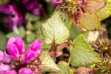 Lamium maculatum 'Beacon Silver'