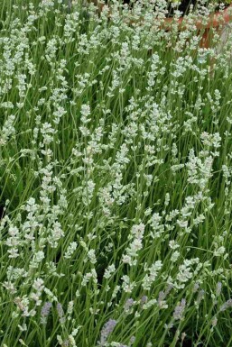 Lavandula angustifolia 'Alba'