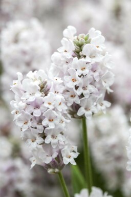 Lavandula angustifolia 'Alba'