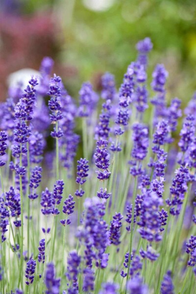 Lavandula angustifolia
