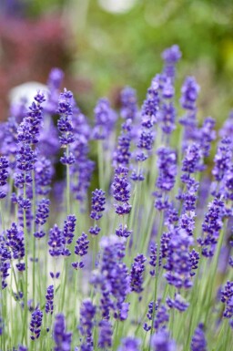 Lavandula angustifolia