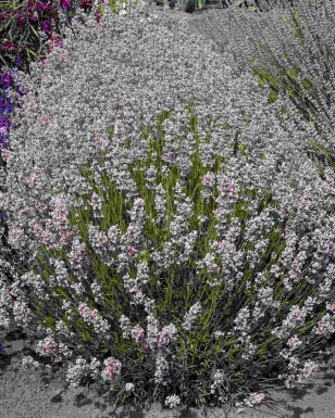 Lavandula angustifolia 'Rosea'