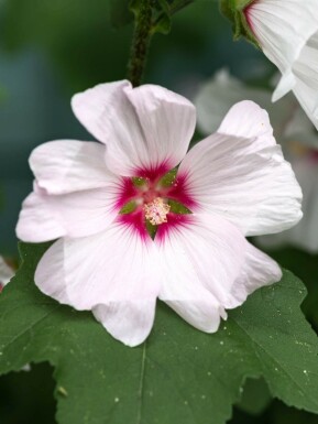 Lavatera olbia 'Blushing Bride'