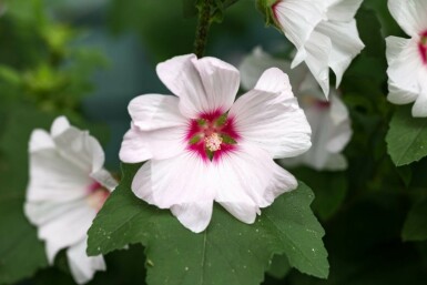 Lavatera olbia 'Blushing Bride'