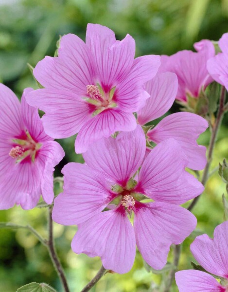 Heemst Lavatera olbia 'Bredon Springs' 5-10 pot P9 Lavatera olbia 'Bredon Springs'