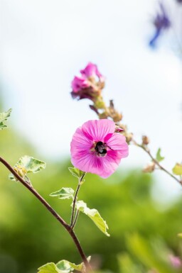 Struikmalva Lavatera olbia 'Burgundy Wine' 5-10 pot P9 Lavatera olbia 'Burgundy Wine'