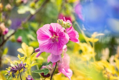 Struikmalva Lavatera olbia 'Burgundy Wine' 5-10 pot P9 Lavatera olbia 'Burgundy Wine'