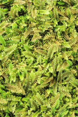 Kleine duizendknoop Leptinella potentillina 5-10 pot P9 Leptinella potentillina