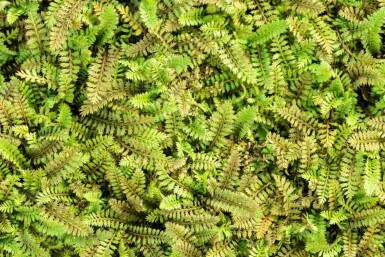 Kleine duizendknoop Leptinella potentillina 5-10 pot P9 Leptinella potentillina