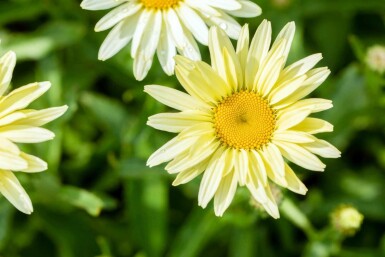 Leucanthemum superbum 'Banana Cream'