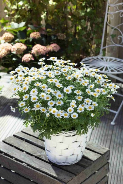 Leucanthemum vulgare