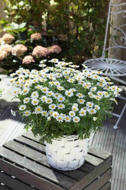 Leucanthemum vulgare