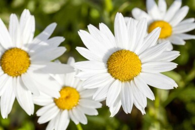 Leucanthemum vulgare