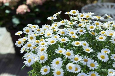 Leucanthemum vulgare